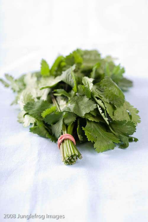 Bunch of fresh coriander leaves | insimoneskitchen.com