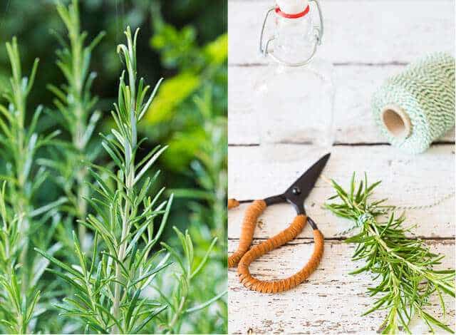 rosemary | insimoneskitchen.com