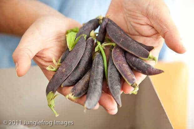 Fresh peas | insimoneskitchen.com