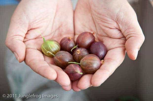 Gooseberries | insimoneskitchen.com