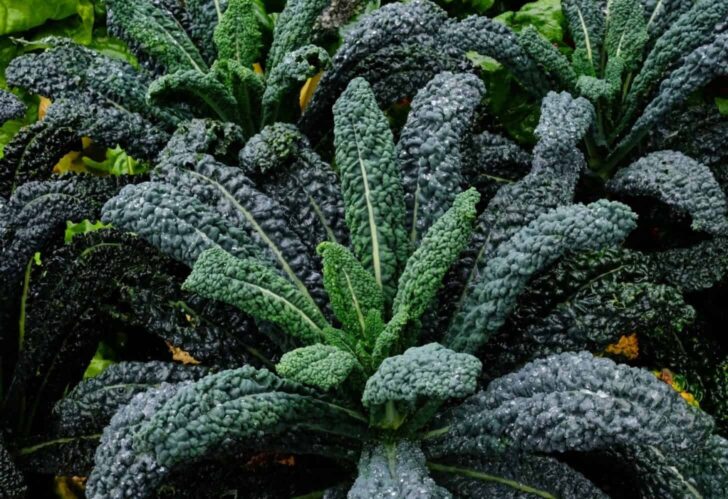 cavolo nero