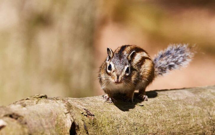 72-hour water fasting