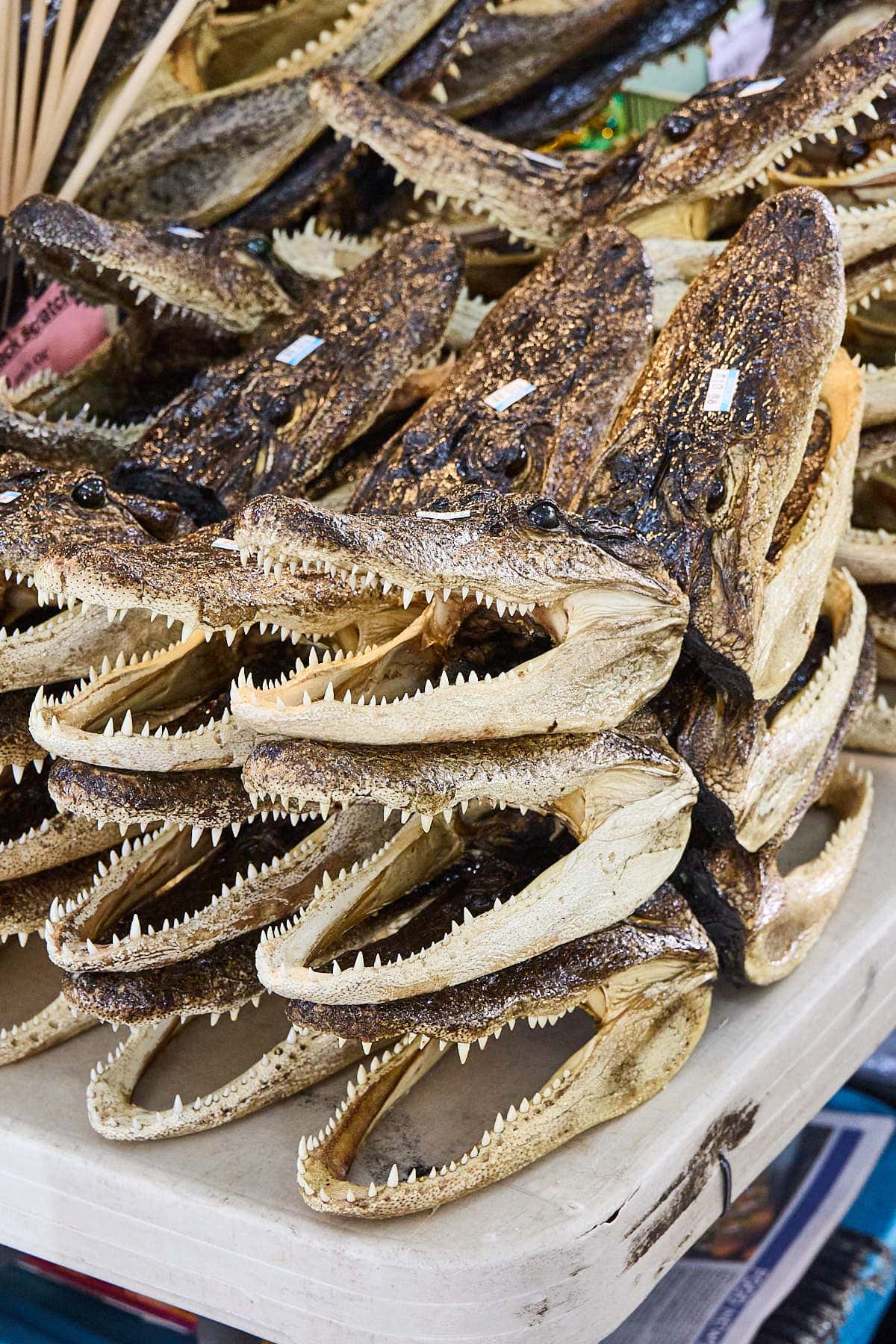 Buying an alligator head